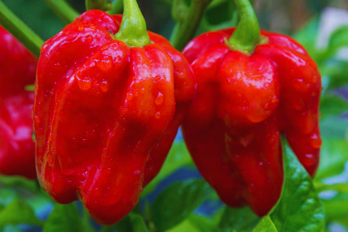 Habanero Pepper Seeds | Non-GMO Hot Red Variety | Capsicum chinense | USA Grown