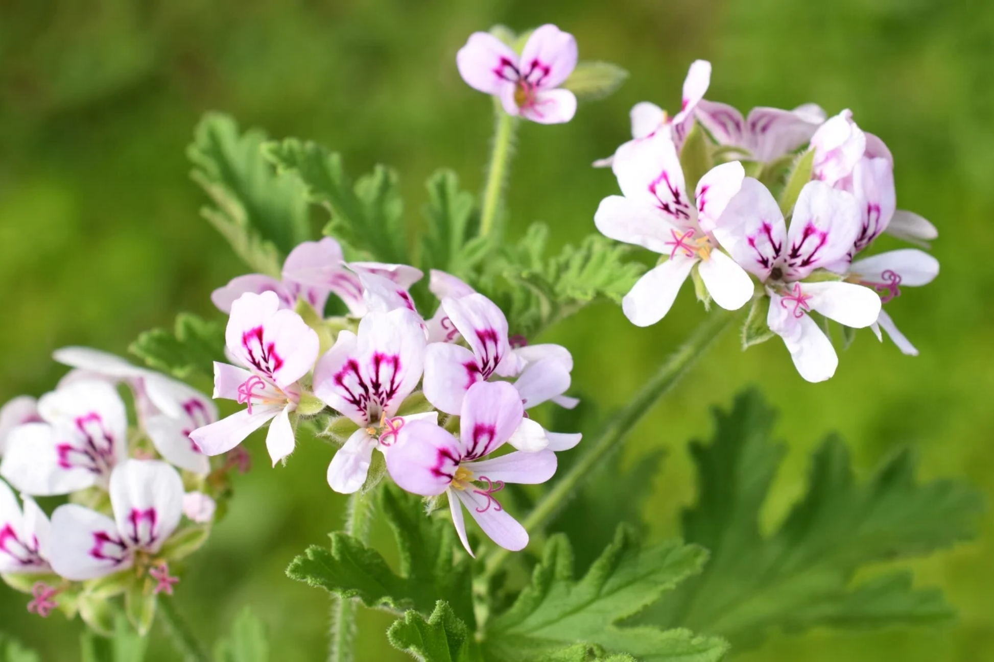 Geranium Seeds - Coral Quartz Variety - Fragrant Pelargonium Seeds - Non-GMO Flower Seeds for Garden, Pots & Borders