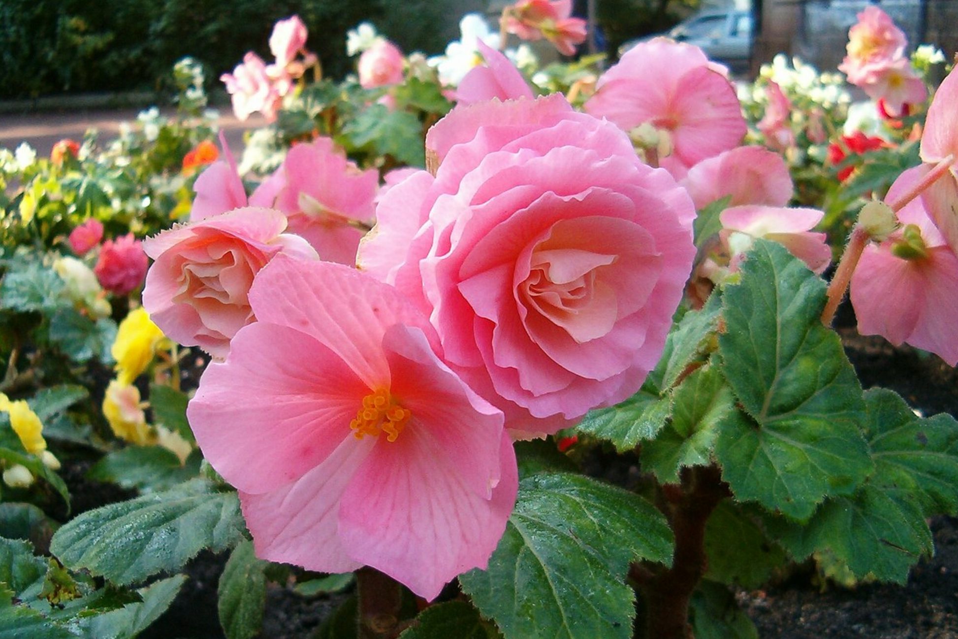 Rosy Haze Begonia Seeds - Non-GMO Flower Seeds for Containers & Gardens - Begonia x tuberhybrida, Pink & White Blooms, 45/125 Packets
