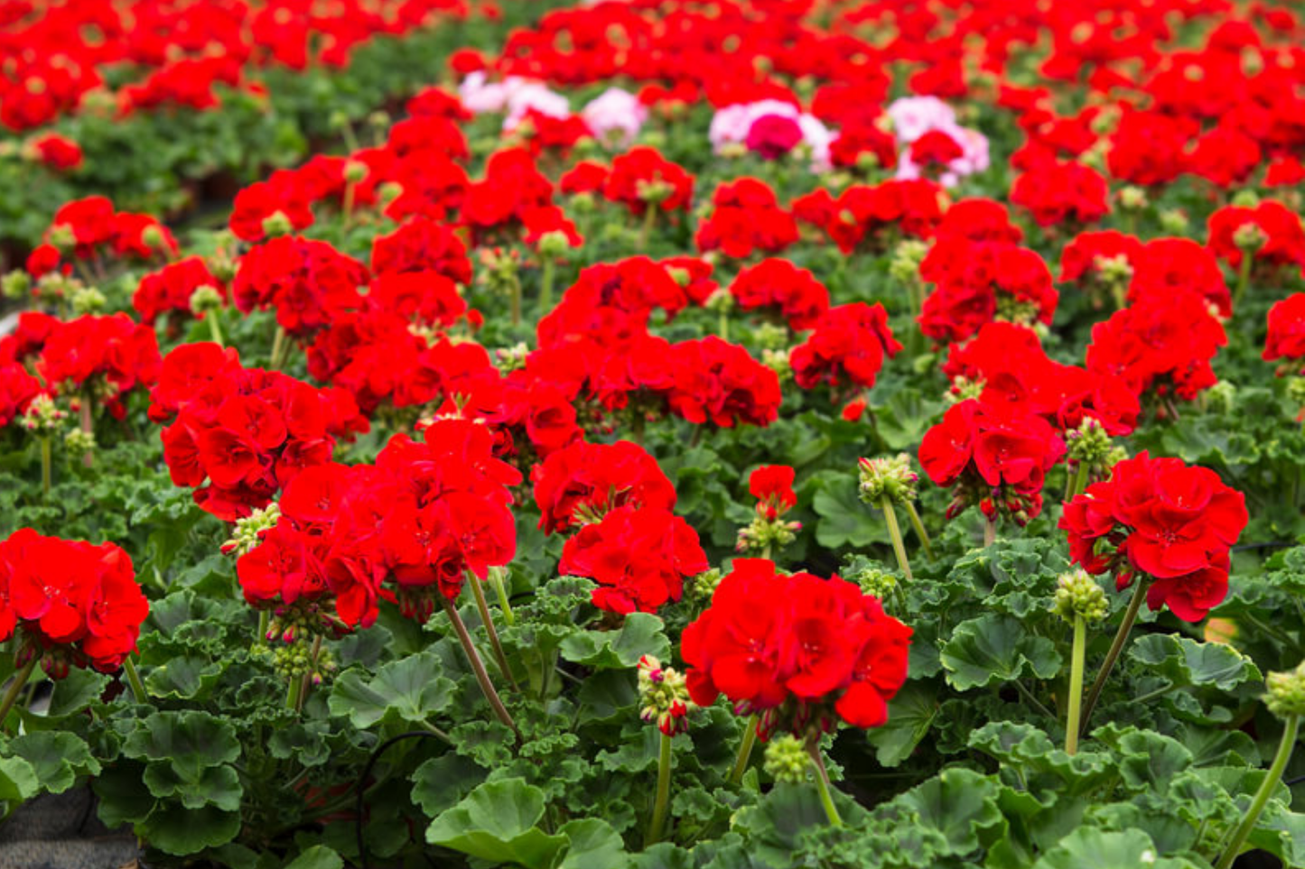 Geranium Seeds - 100+ Apricot Delight - Fragrant Non-GMO Pelargonium hortorum Flower Seeds