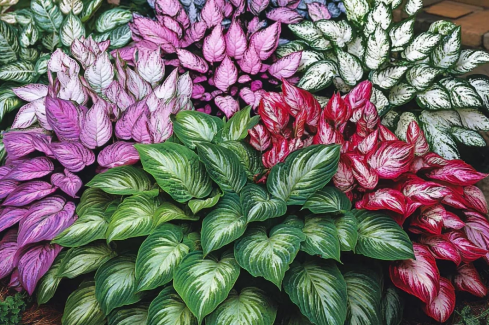 Hosta Seeds for Planting - Perennial Shade Garden Seeds - Attract Pollinators - Hosta spp.
