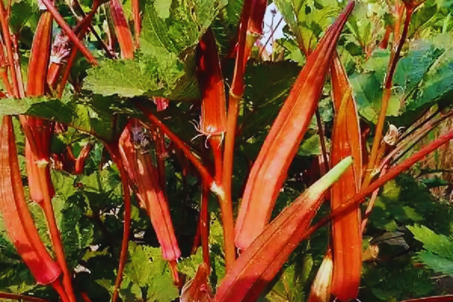 Red Okra Seeds - 100+ Non-GMO Heirloom Abelmoschus esculentus for Garden Planting