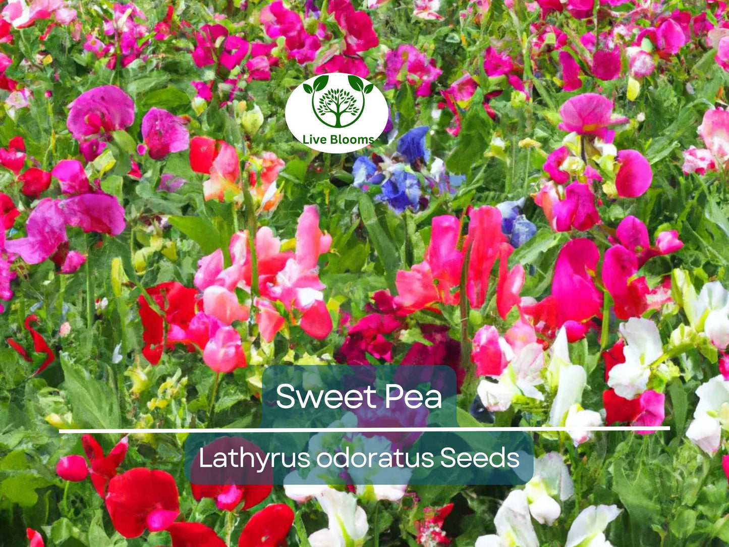 80 Sweet Pea Vine Seeds | Royal Family Flower Garden Mix with Fragrant, Vibrant Climbing Vines
