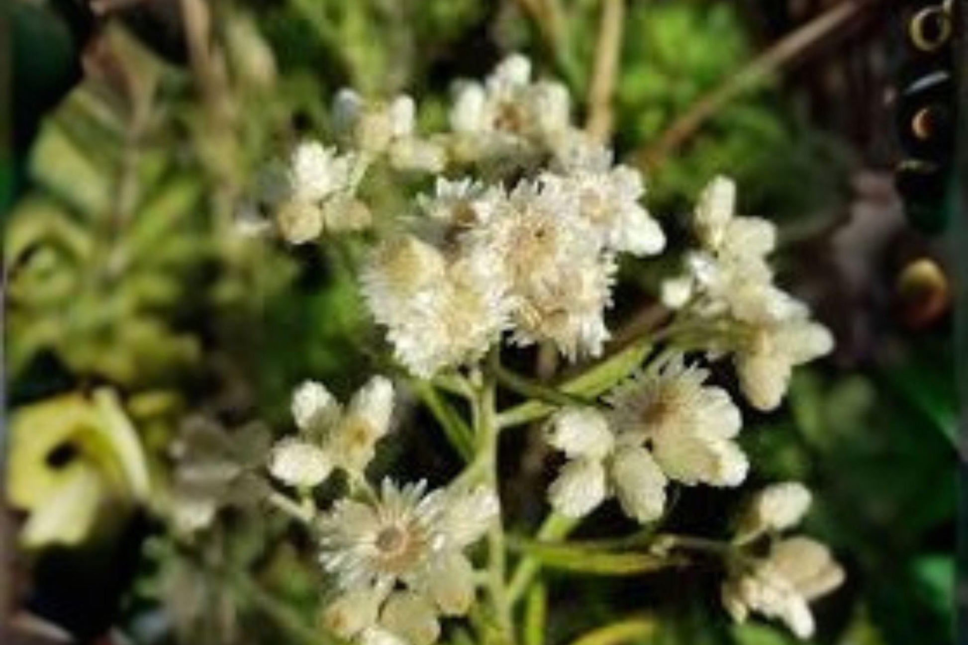 500 Seeds Sweet Everlasting Wildflower Pseudognaphalium obtusifolium Native Dried Flower Plant