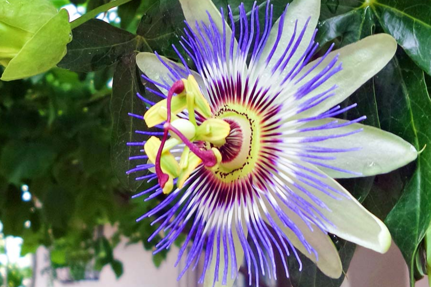 Blue Passion Flower Seeds - Climbing Vine, Edible Fruit, Attracts Hummingbirds & Butterflies, Passiflora caerulea Seed Packet