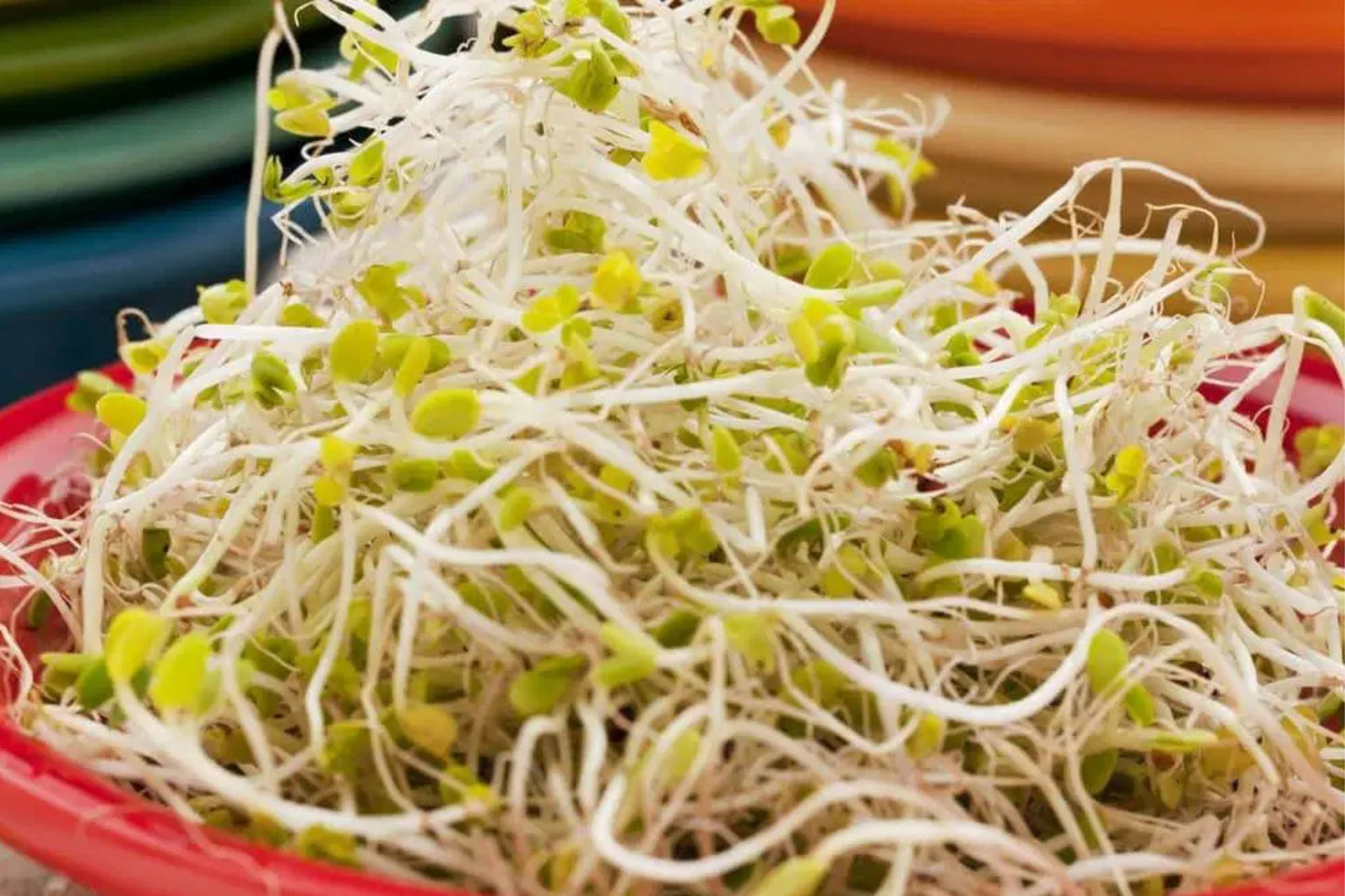 Sprouting Lid Kit with Non-GMO Broccoli Seeds | 2 Reusable Lids Included