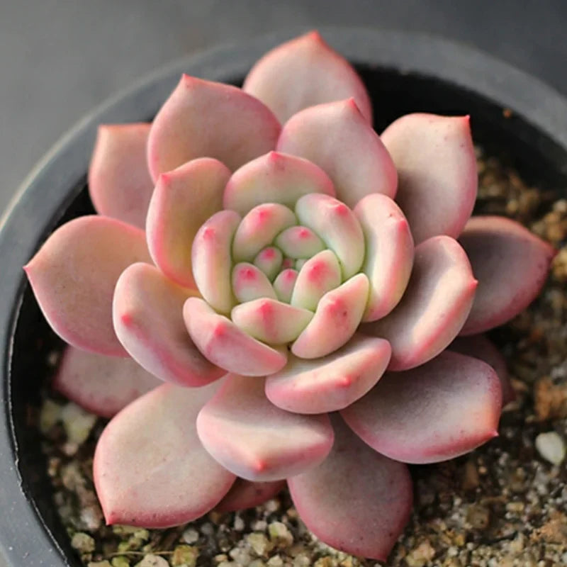 Echeveria ‘Ariel’ Rare Succulent Plant 2–3 Inches Live Bare Root Easy Care Indoor Outdoor Decor
