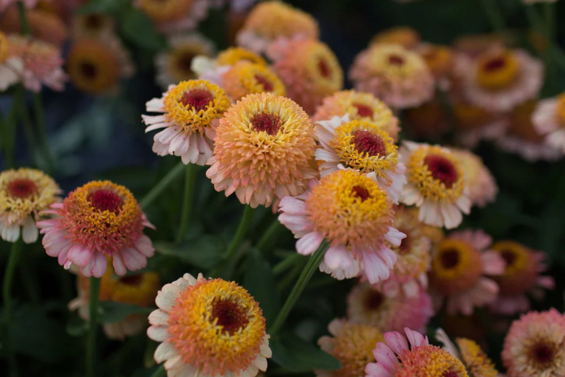 Zinderella Peach Zinnia Seeds - 100 Double Bloom Peach Flowers - Heat Tolerant Cut Flower Garden - Butterfly Magnet - Zinnia elegans
