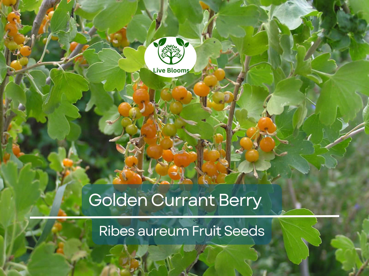 20 Golden Currant Berry Seeds (Ribes aureum) - Edible, Wildlife Friendly Shrub for USDA Zones 4-8