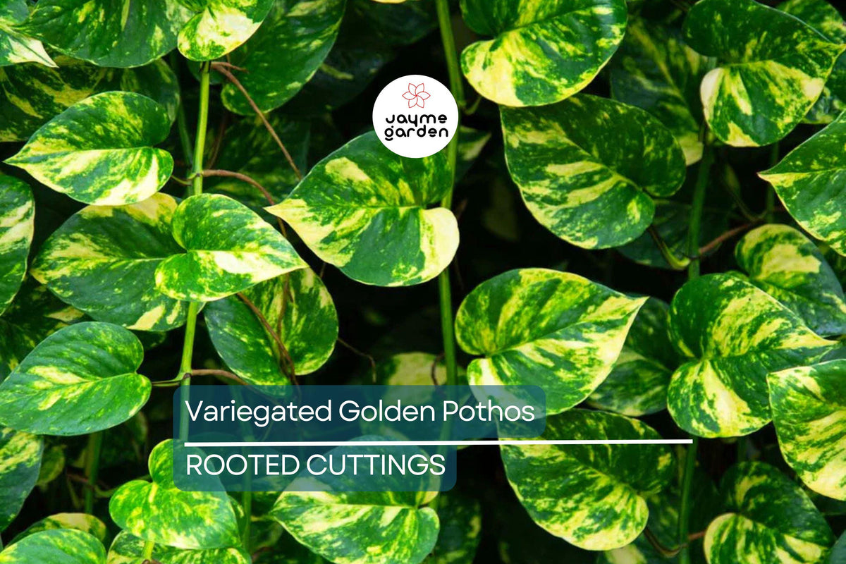 Giant Variegated Golden Pothos Cutting - 3-Node Air Rooted - Epipremnum aureum - Easy Care Indoor/Outdoor Climber - Hawaiian Grown