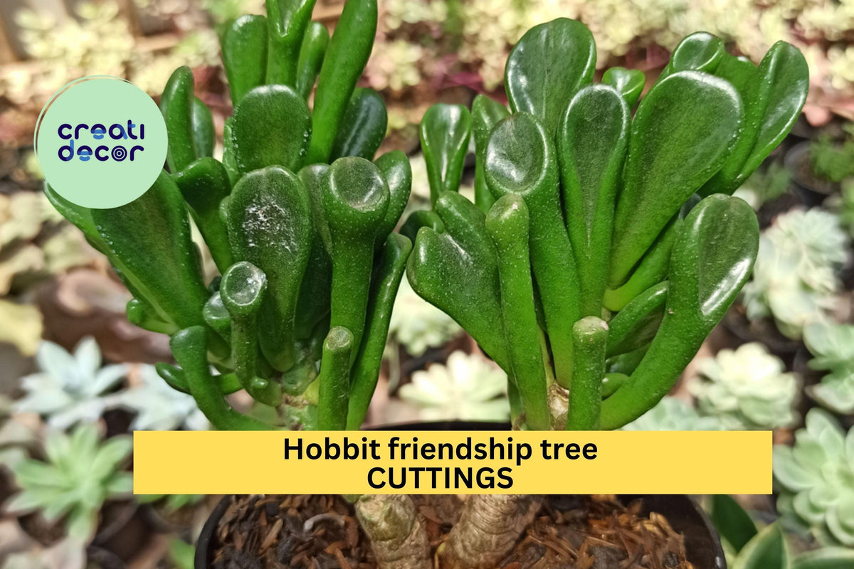 4 Hobbit Jade Plant Cuttings – Crassula ovata ‘Hobbit’ Unique Curled Leaf Succulent for Indoor and Outdoor Growing