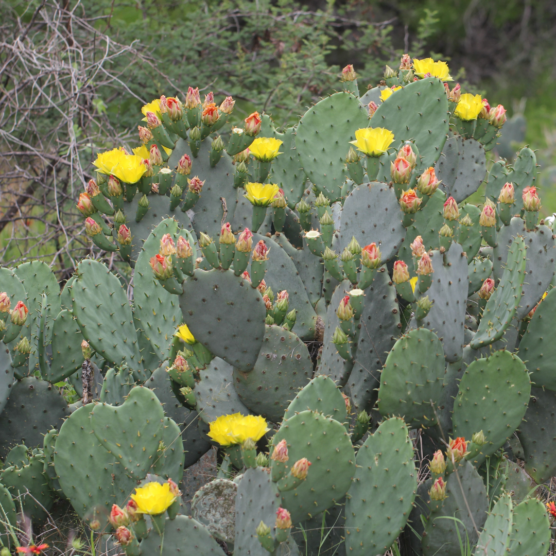 Prickly Pear Cactus Cutting, Live Unrooted Opuntia Pad with Colorful Blooms, Drought-Tolerant Succulent for Garden or Container