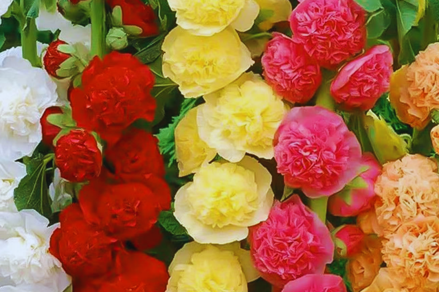 Hollyhock Flower Seeds Color Mix – White, Pink, Red, Yellow – Alcea rosea – Garden Seeds for Borders & Cut Flowers