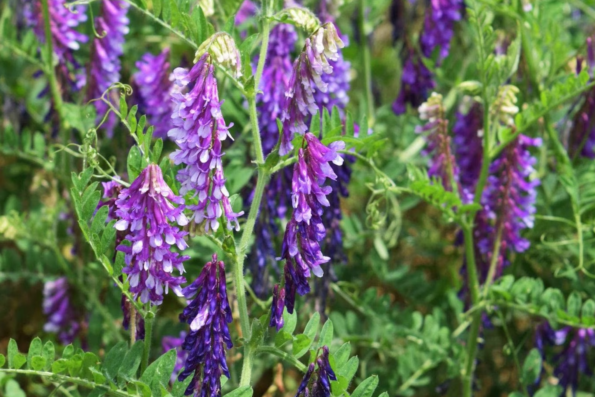Hairy Vetch Seeds 5 Pounds for Cover Crop, Grain, Pollinator, Vicia villosa