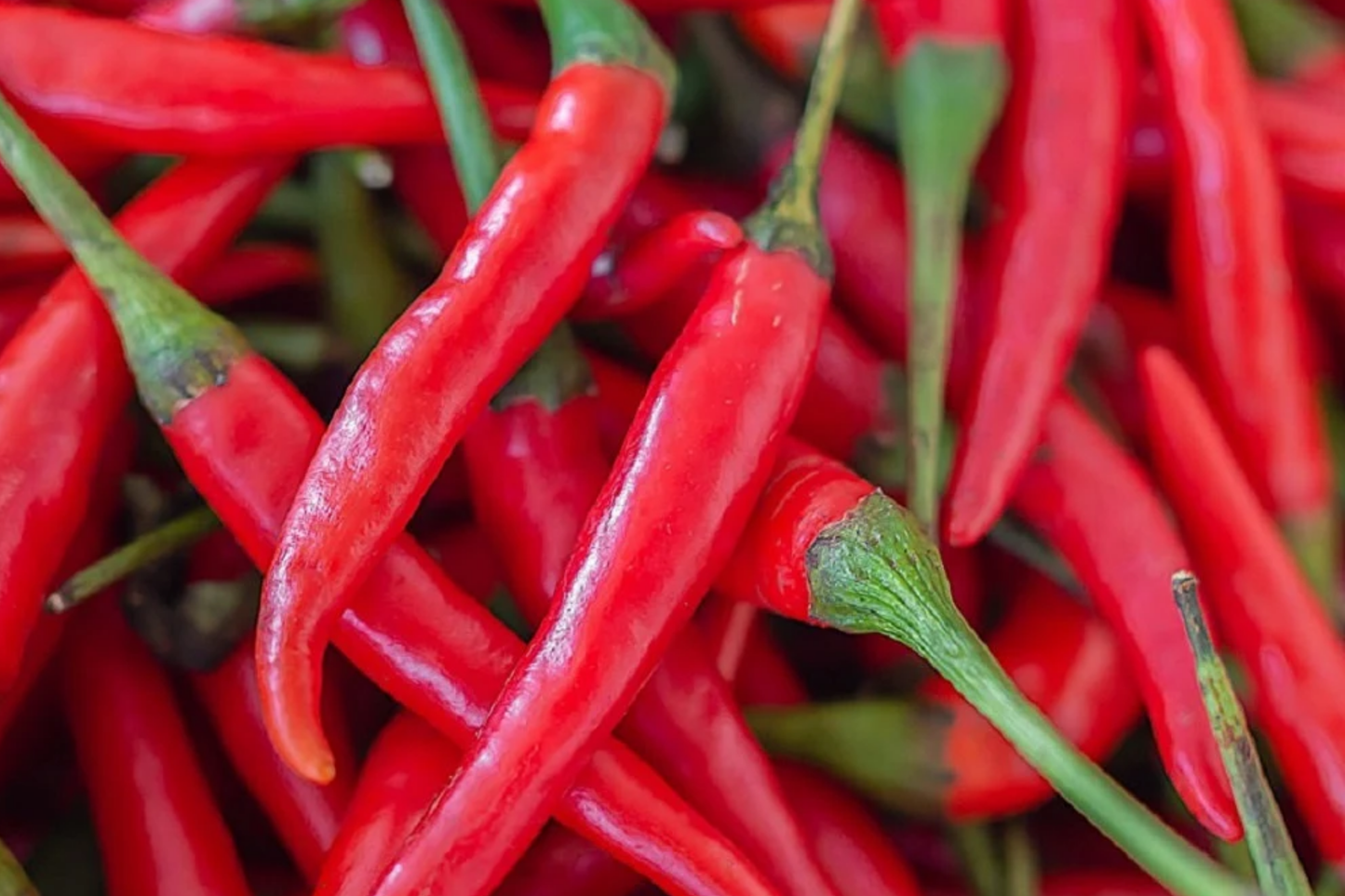 Cayenne Pepper Seeds - 50+ Non-GMO Capsicum annuum Seeds for Home Gardening