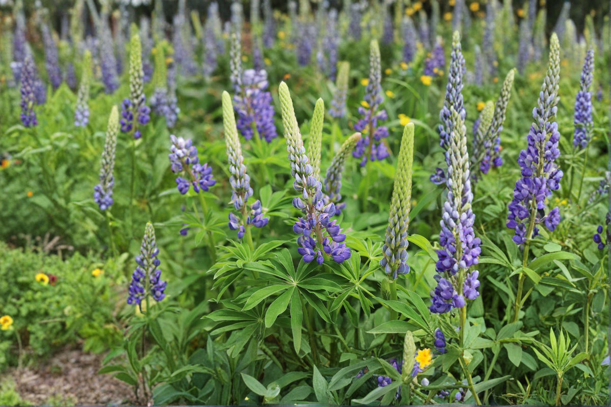 Large Leaf Lupine Seeds - 20 Pack | Colorful Perennial Wildflower | Lupinus polyphyllus | Pollinator Friendly Garden Plant