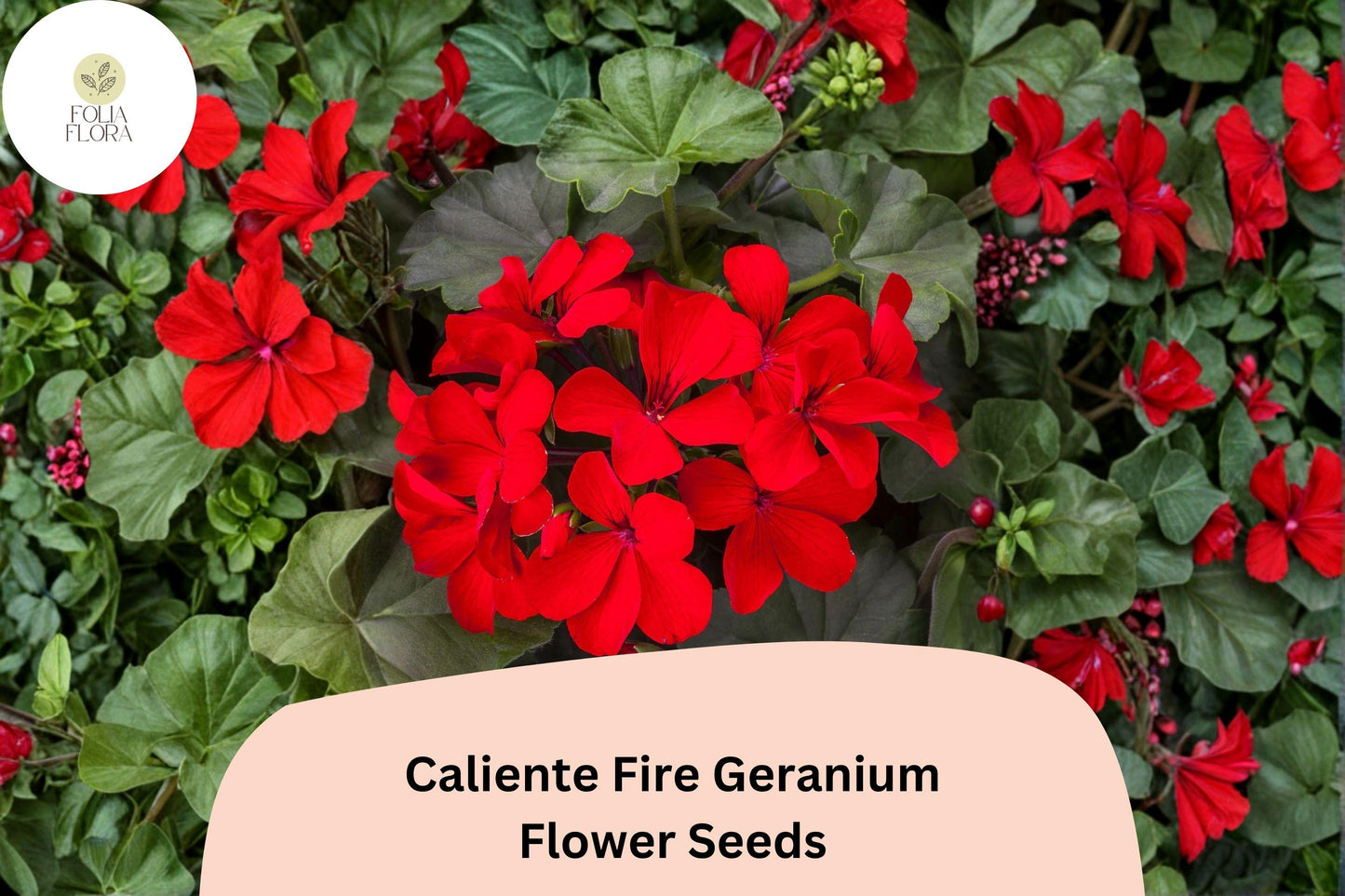 25+ Caliente Fire Geranium Seeds | Bright Red-Orange Zonal Ivy Hybrid for Garden & Hanging Baskets