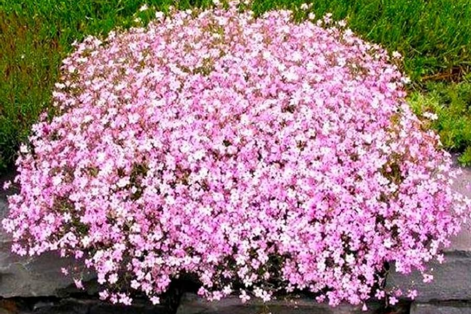 Baby's Breath Seeds Gypsophila elegans Non-GMO for Gardens & Bouquets, 300-6,000 Seeds