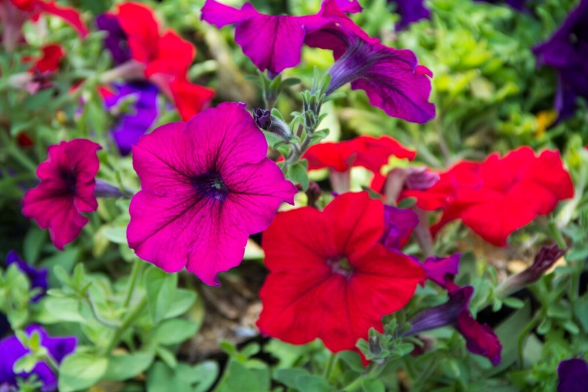Dwarf Petunia Seeds MIX Colors - Non-GMO Flower Garden Seeds - Petunia x hybrida Bulk Pack