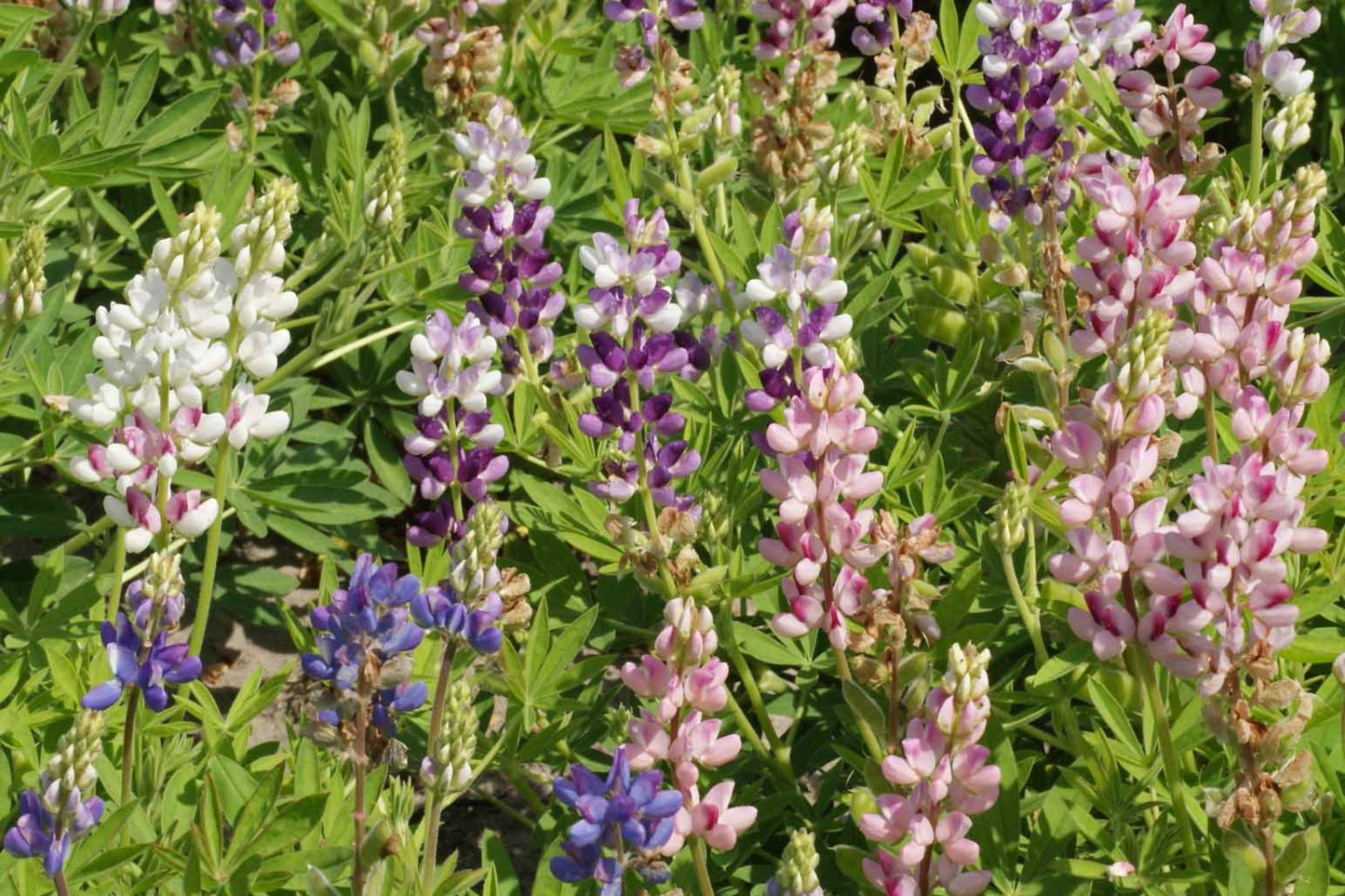 Pixie Delight Lupine Seeds | Compact 12-16" Annual with Blue, White, Pink, Purple Flowers | Pollinator-Friendly, Drought-Tolerant, Lupinus Hartwegii