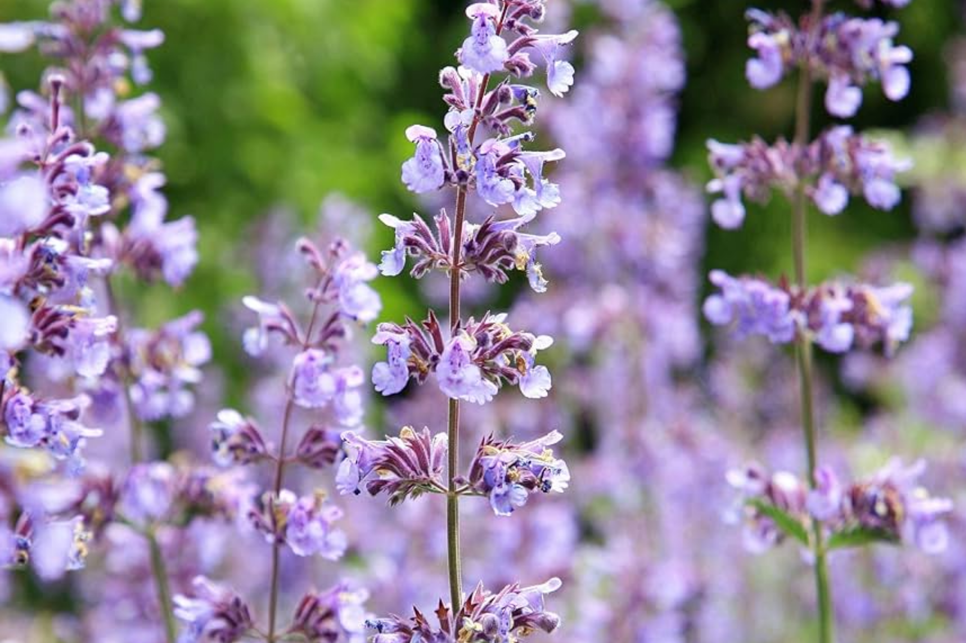 Catmint Seeds, White Variety, Non-GMO, Nepeta cataria, Perennial, Flowering, Pollinator Attractant