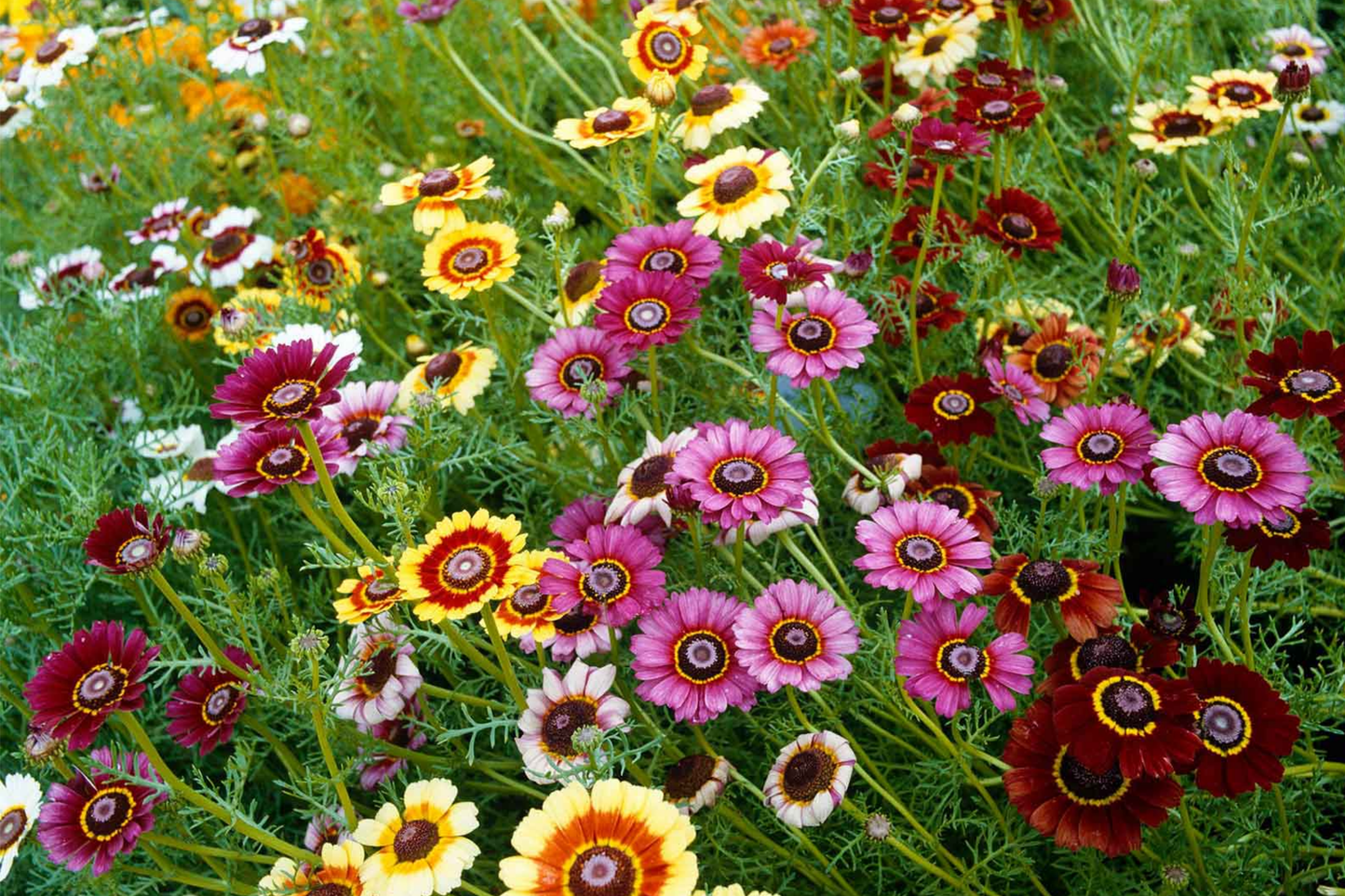 Painted Daisy Seeds - Heirloom Non-GMO Flower Seeds - Multicolored Bellis perennis Seed Packet