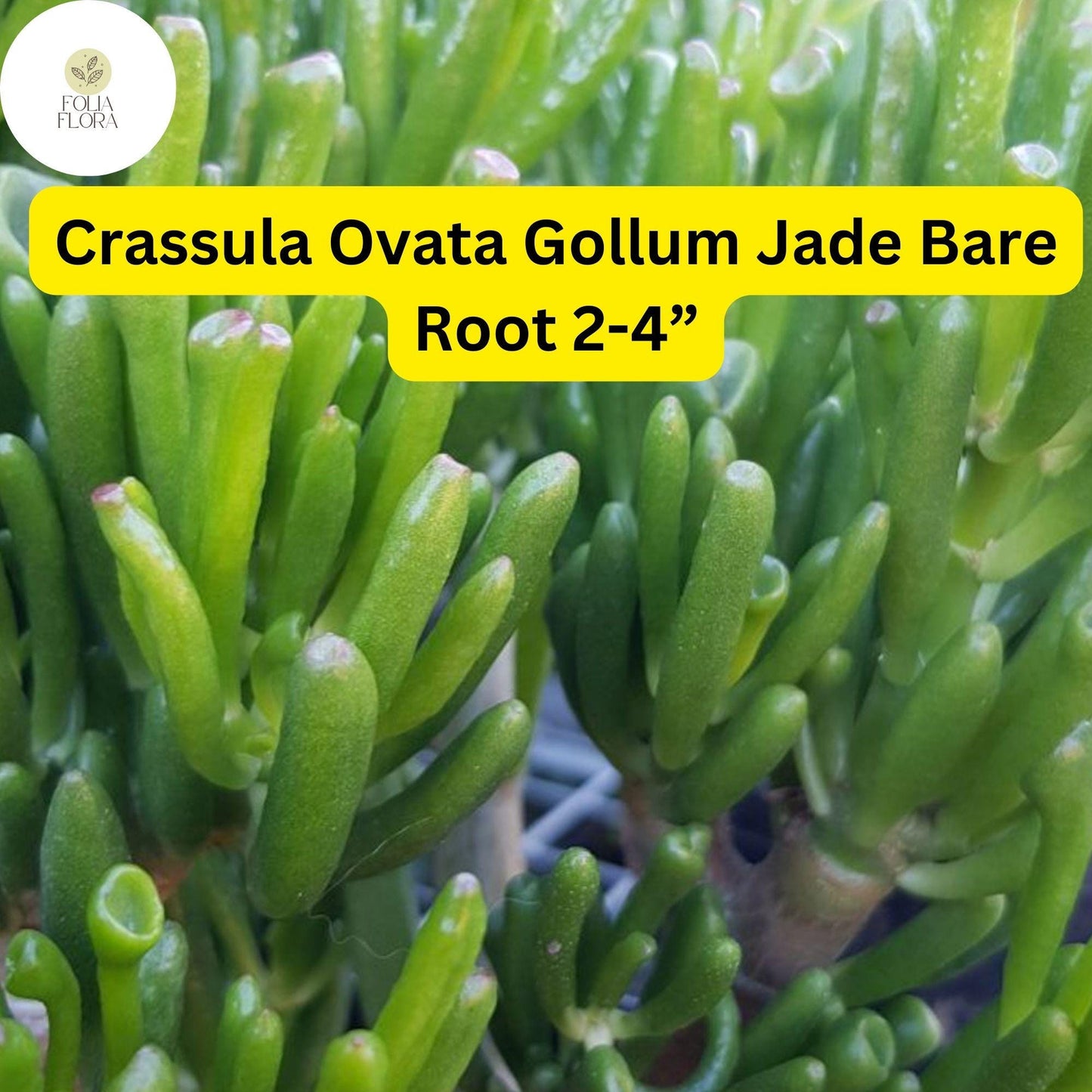 Crassula Ovata ‘Gollum Jade’ Bare Root Plant | Unique Bonsai Succulent, Easy-Care Money Tree
