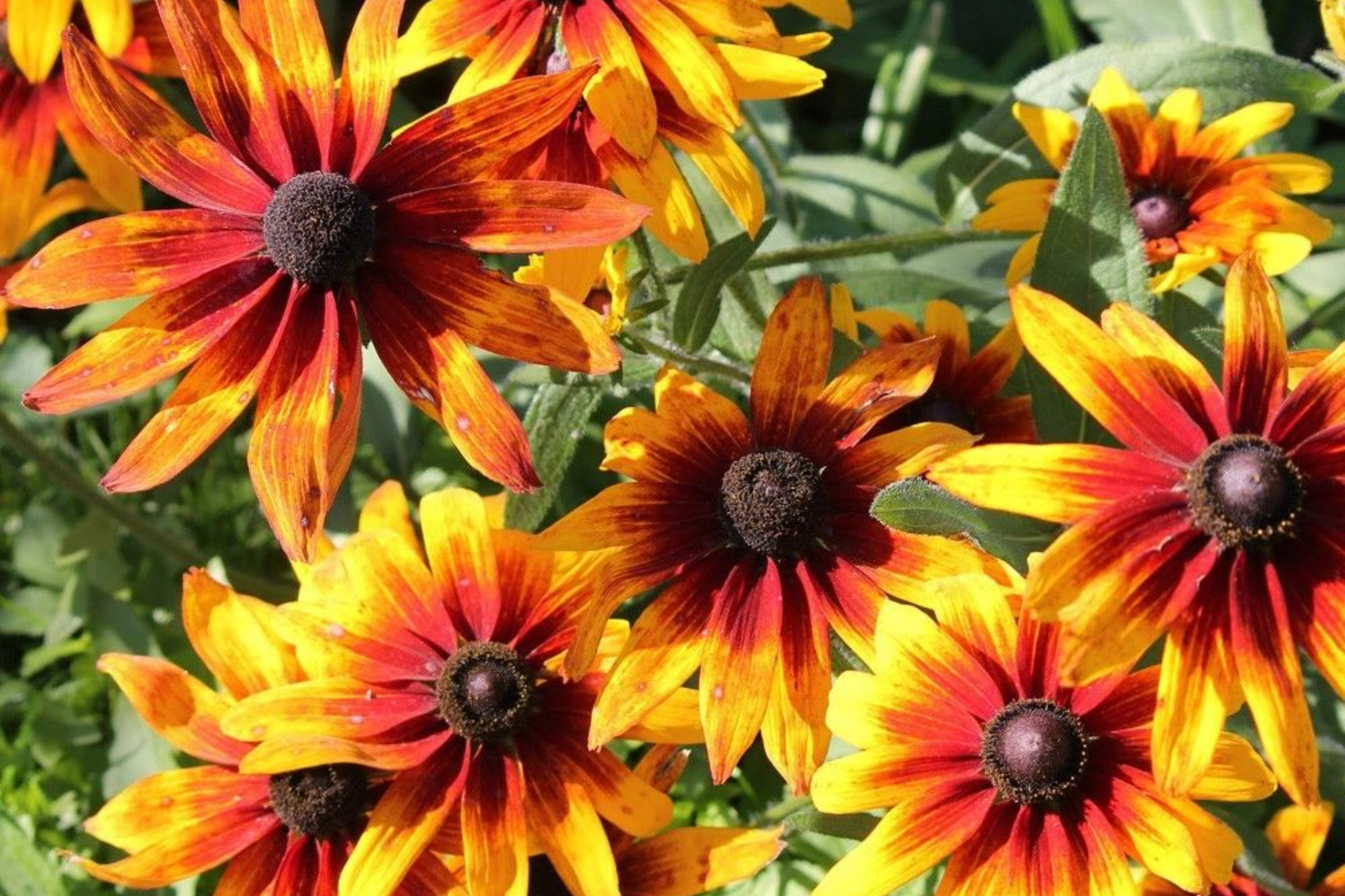 Gloriosa Daisy Seeds | 1180 Count | Black Eyed Susan | Rudbeckia Hirta Flower Seeds for Garden, Borders, Pollinator Attractant