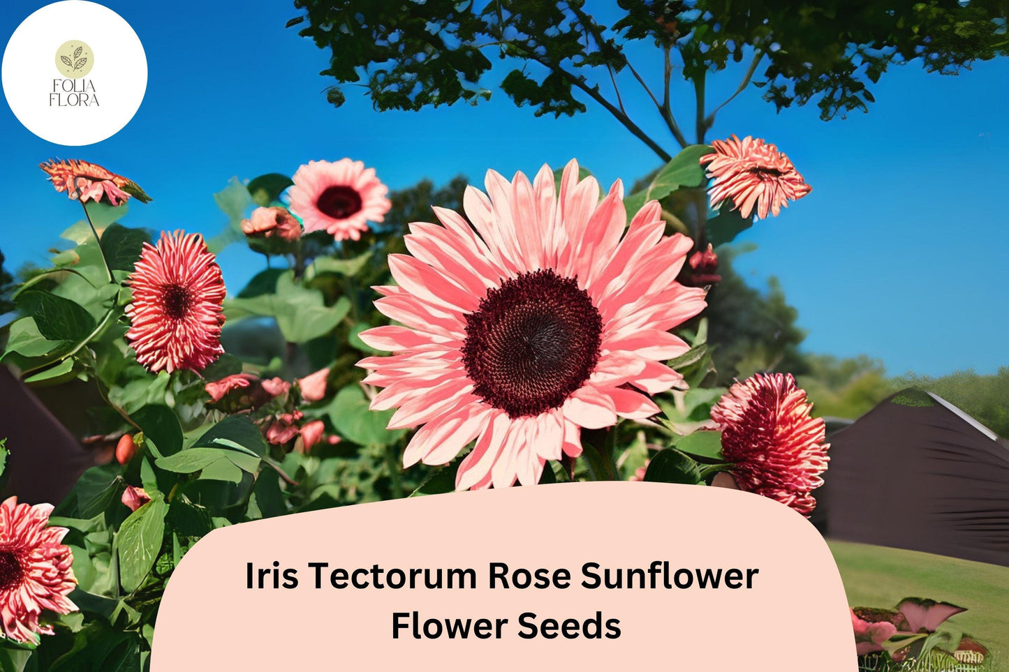 50PCS Iris Tectorum Rose Sunflower Seeds | Non-GMO Ornamental Flower for Garden Beds & Containers