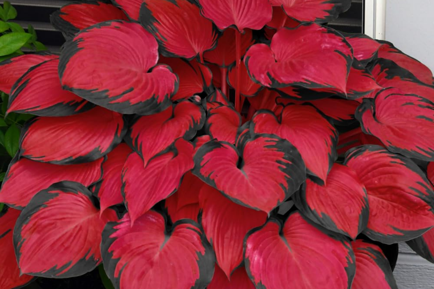 Hosta Seeds for Planting - 200+ Perennial Shade-Tolerant Seeds for Garden, Attracts Pollinators, Hosta spp.