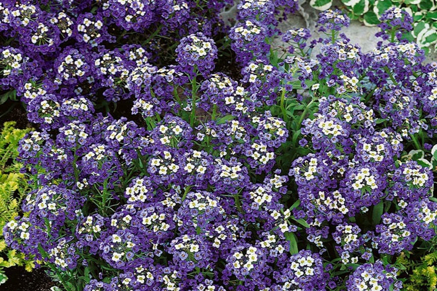 Alyssum Seeds - Violet Queen Purple Flower Seeds - Lobularia maritima - Heirloom, Non-GMO, Full Sun, Easy to Grow, Free Shipping