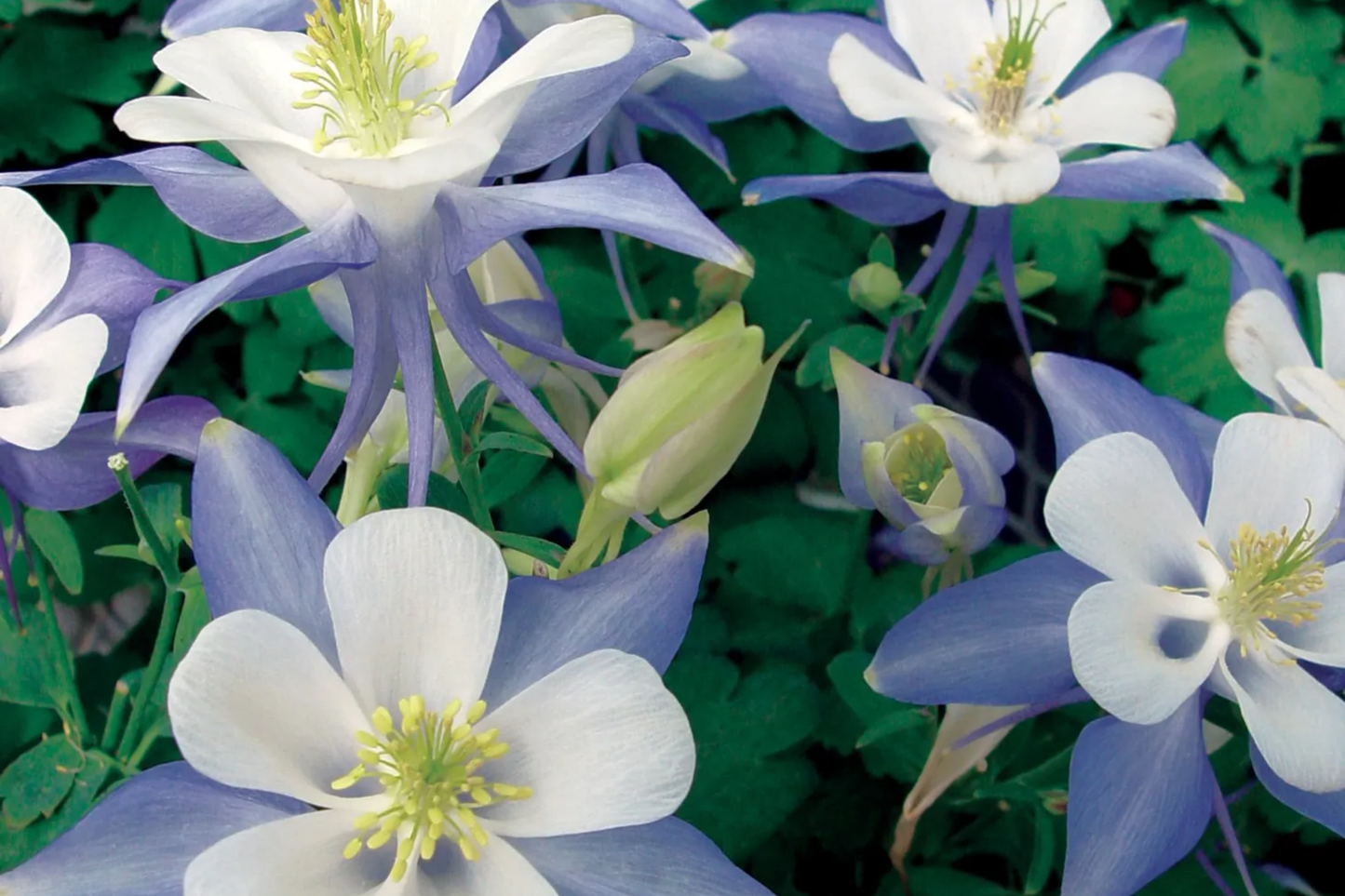 Blue Star Columbine Seeds | Non-GMO Flower Seeds for Garden | Aquilegia caerulea | Easy to Grow, Vibrant Blue Blooms