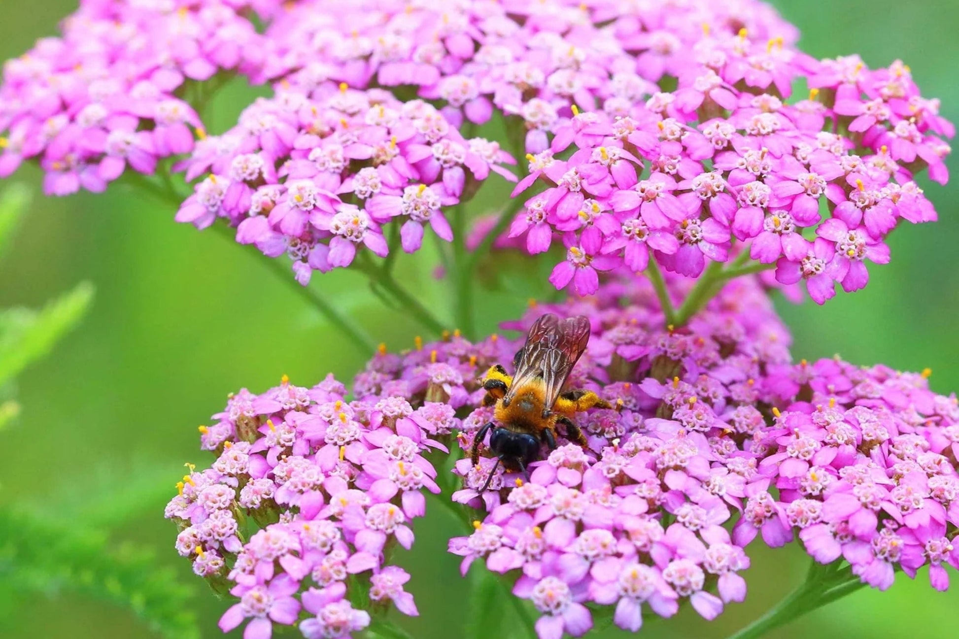 Cerise Queen Yarrow Seeds | Vibrant Pink Flowers | Drought Tolerant Perennial | Achillea millefolium | Pollinator-Friendly Garden Seeds