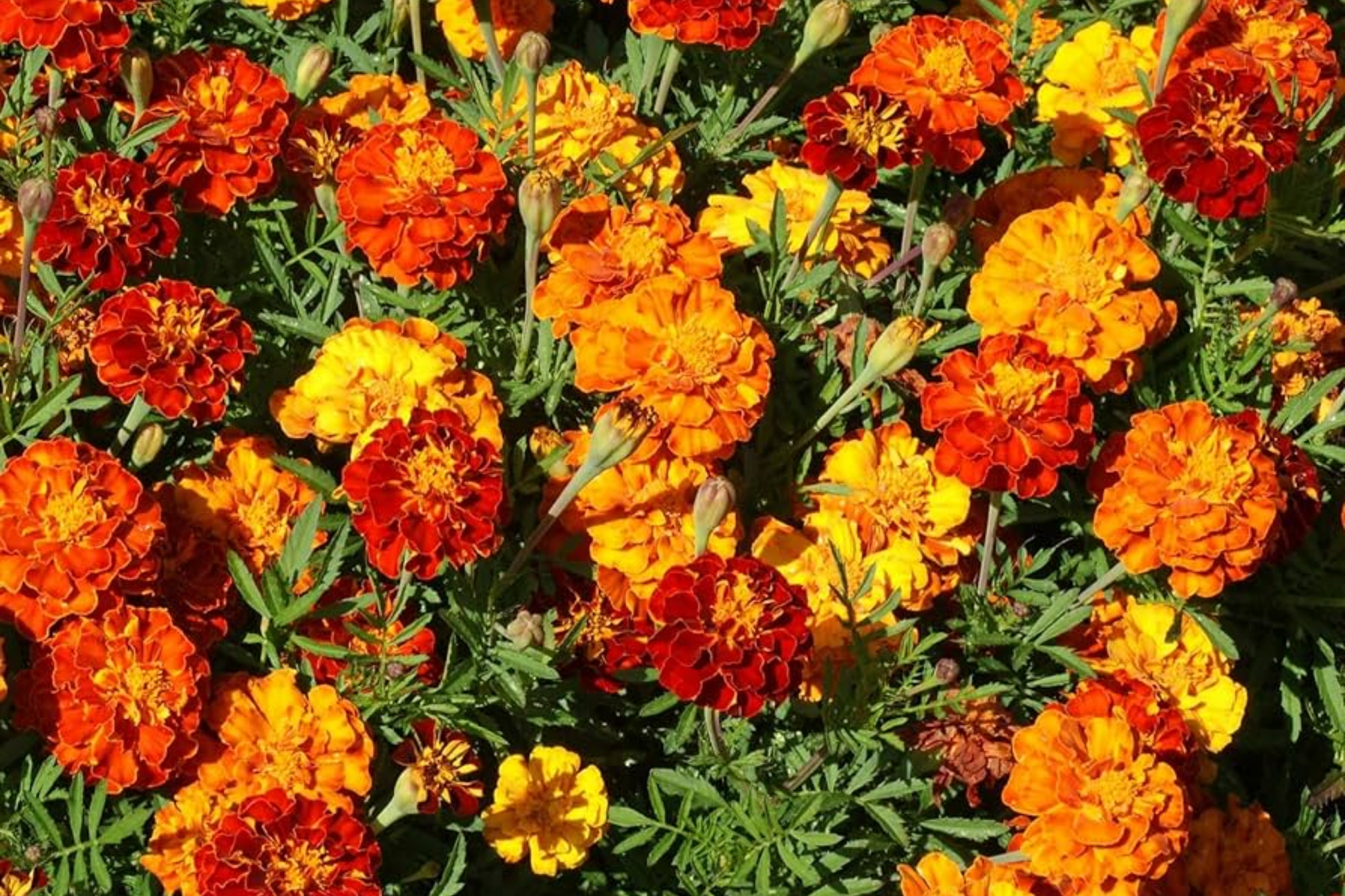 Mixed Marigold Seeds 1500+ for Garden Beds & Containers | African & French Marigold (Tagetes spp.)
