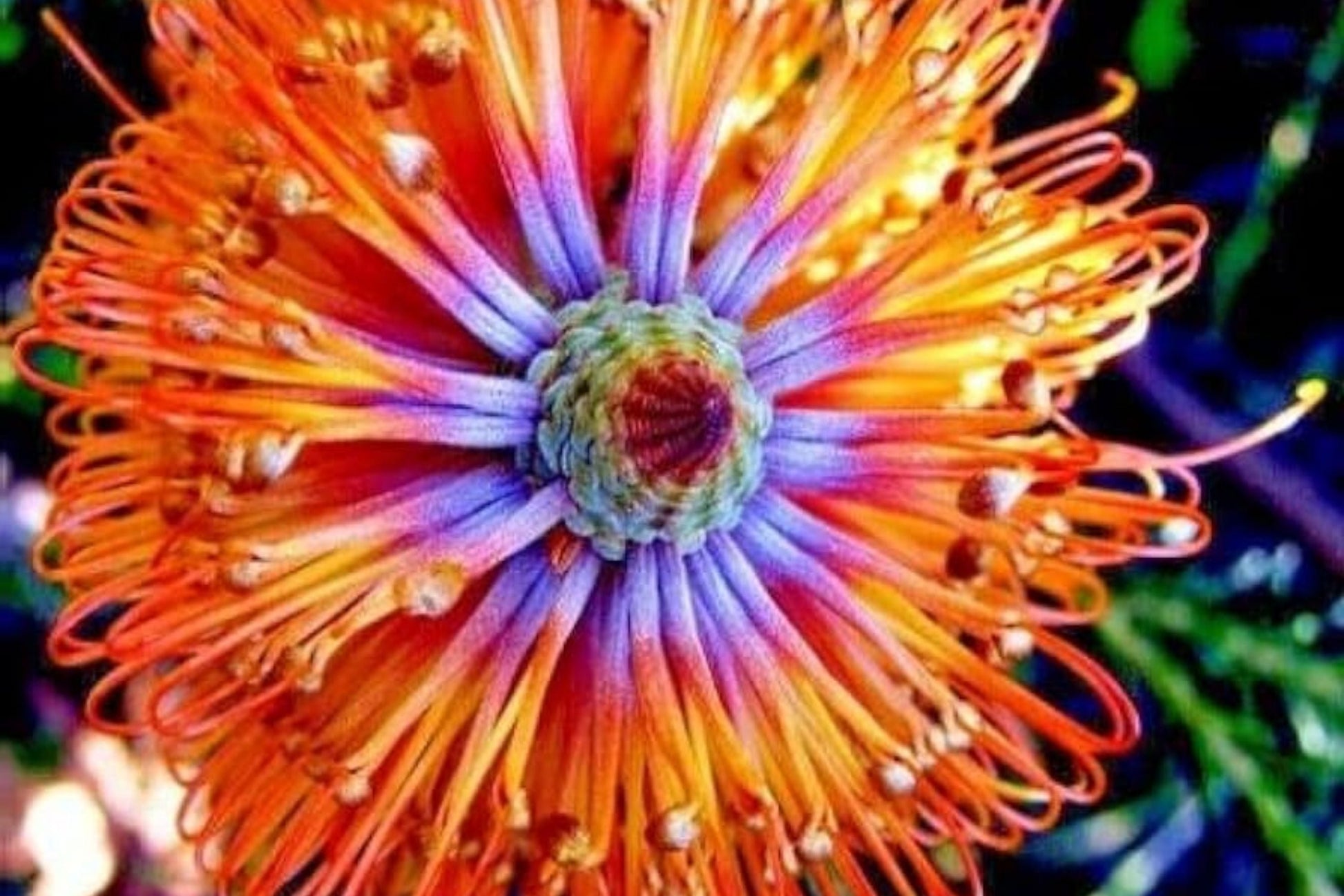 Banksia ericifolia "Little Eric" Tree Seeds - Rare Lantern Fireworks Flowering Plant - Drought-Tolerant, Pollinator Attracting Seeds