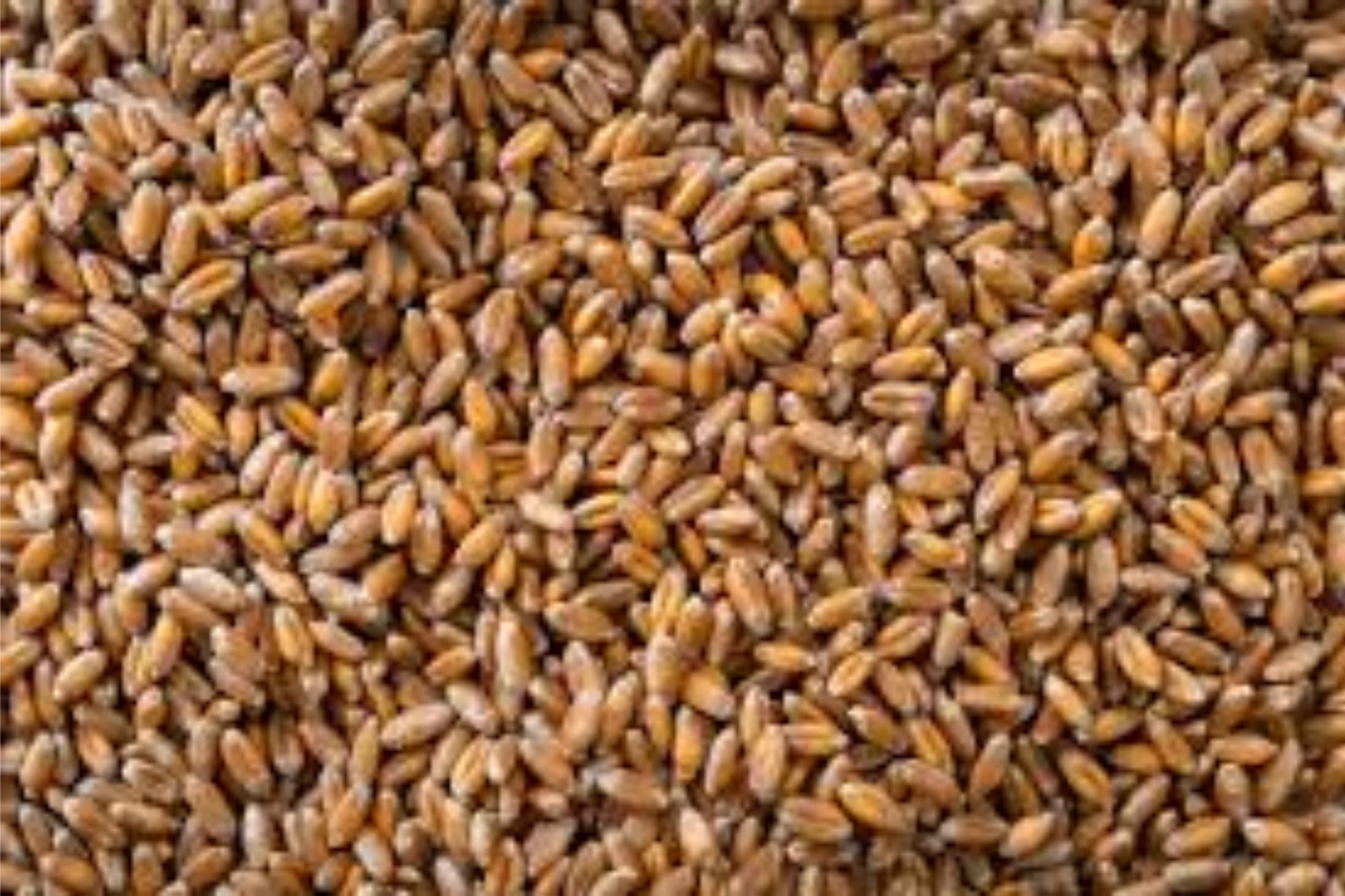Hard Red Winter Wheat Seeds - Non-GMO Triticum aestivum for Planting, Sprouting, Fodder, Storage