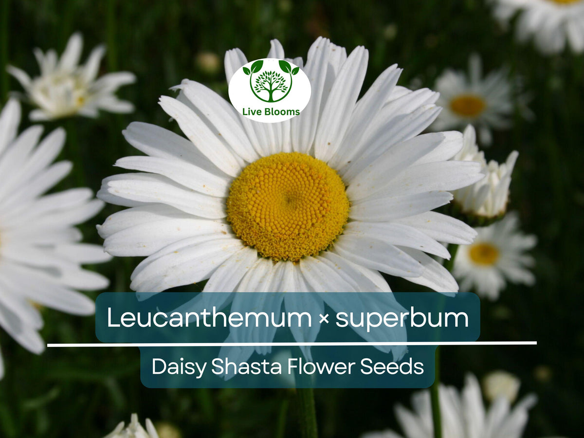Daisy Shasta Seeds - 100 Count - White Perennial Flower - Leucanthemum × superbum - Easy to Grow, Pollinator-Friendly