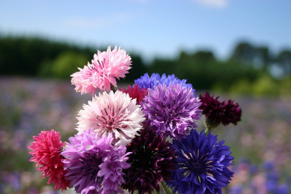 Bachelor Button Seeds - Dwarf Polka Dot Mix - Centaurea cyanus - Colorful Annual Flowers for Garden or Container