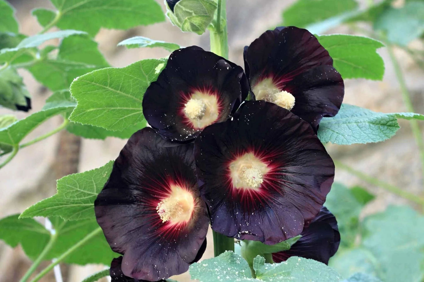 Hollyhock Seeds | Large Black & Deep Red Flowers | Alcea rosea 'Nigra' | Cottage Garden, Border Plant, Pollinator Attractant
