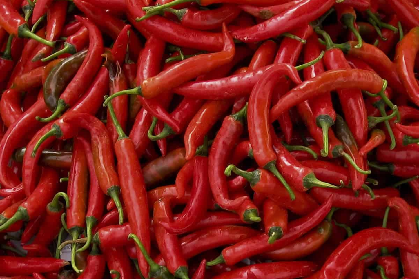 Hot Thai Pepper Seeds | Non-GMO Capsicum annuum | Spicy Chili Pepper Variety