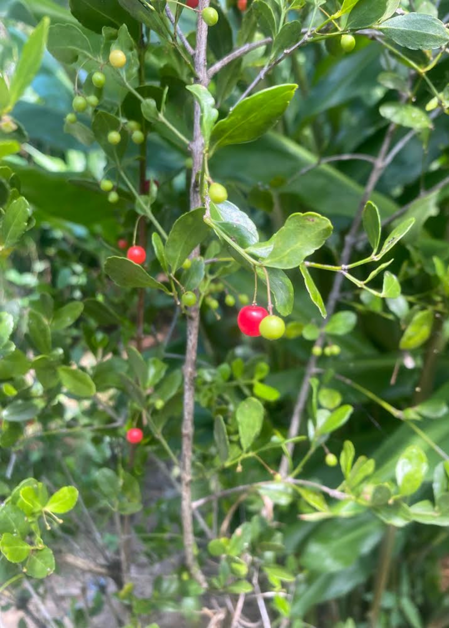 Maiden Berry Shrub, Evergreen Fruit Plant, Rhacoma, Florida Native, Ornamental Drought Tolerant Bush