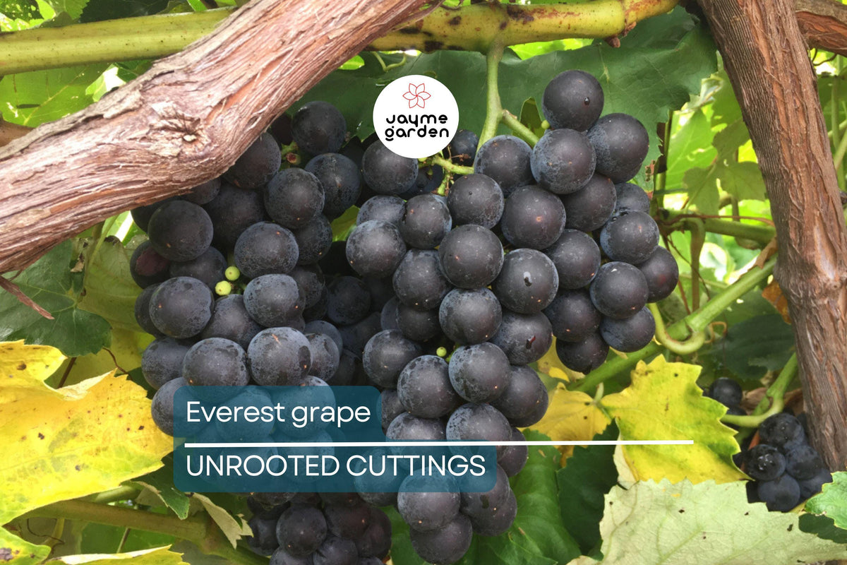 Everest Grape Cuttings - 4 Dormant Seedless Table Grape Cuttings (Vitis vinifera 'Everest') for Easy Grafting or Rooting, Blue Berries