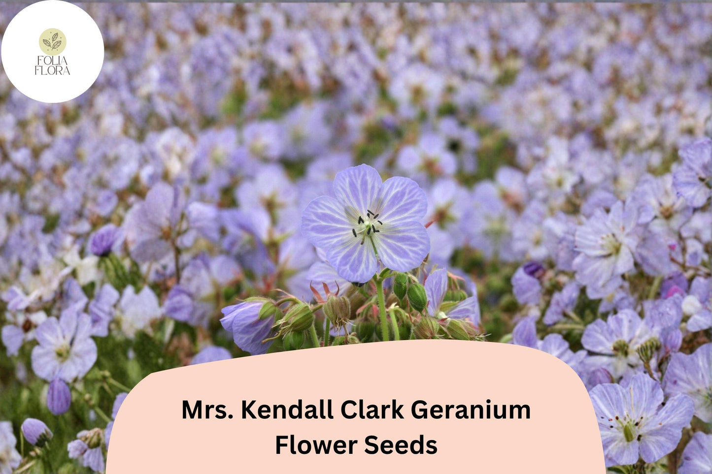 25+ Mrs. Kendall Clark Geranium Seeds | Hardy Perennial with Purple Blooms for Pollinator Gardens