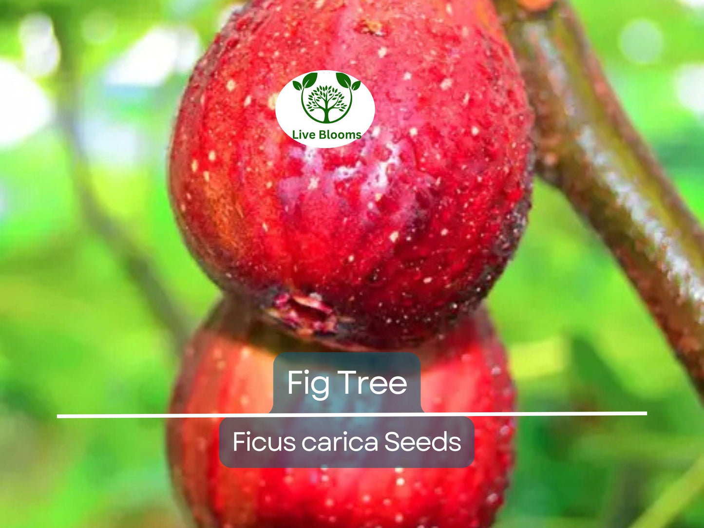 40 Fig Tree Seeds | Ficus carica Non-GMO Edible Figs for Garden, Jams & Preserves