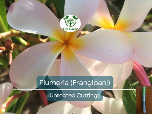 1 Plumeria Unrooted Cutting 10-11" Frangipani | Tropical Exotic Flowering Plant with Fragrant White & Pink Blooms