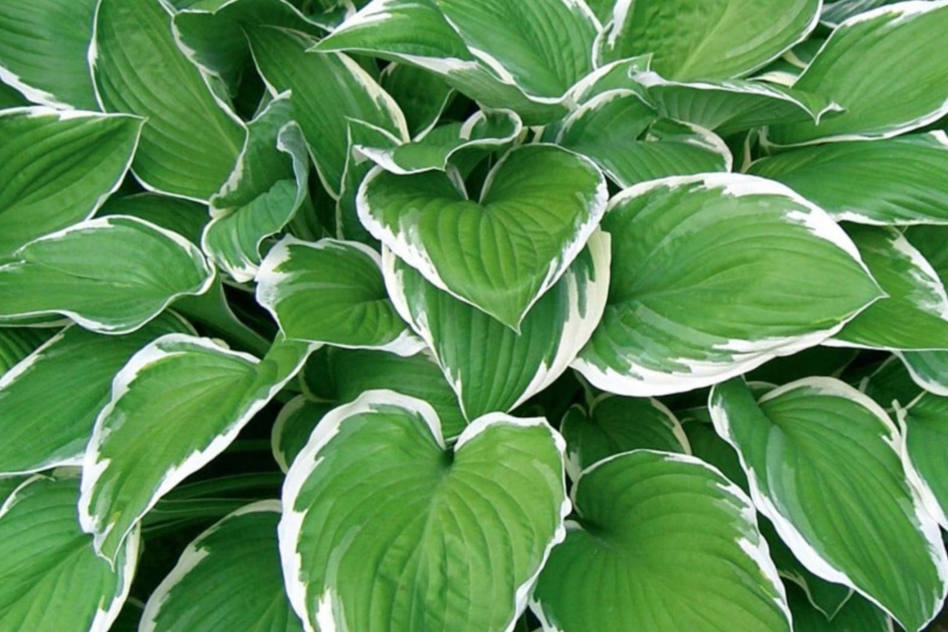 Mixed Rare Hosta Seeds - 200+ Perennial Clumping Plants for Shade Gardens - Hosta spp.