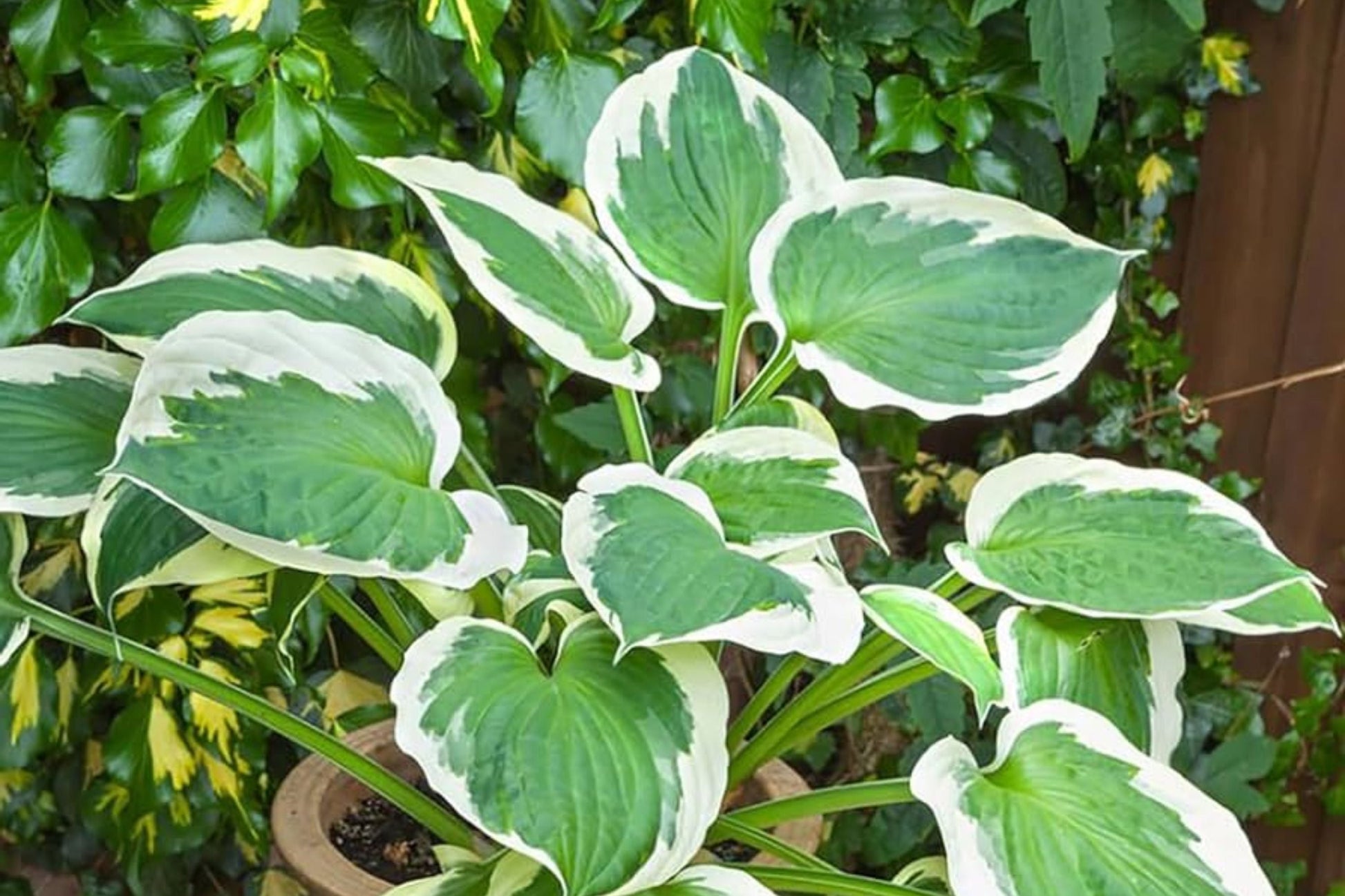 Hosta Seeds for Planting - 200+ Perennial Garden Seeds - Attracts Pollinators - Hosta spp.
