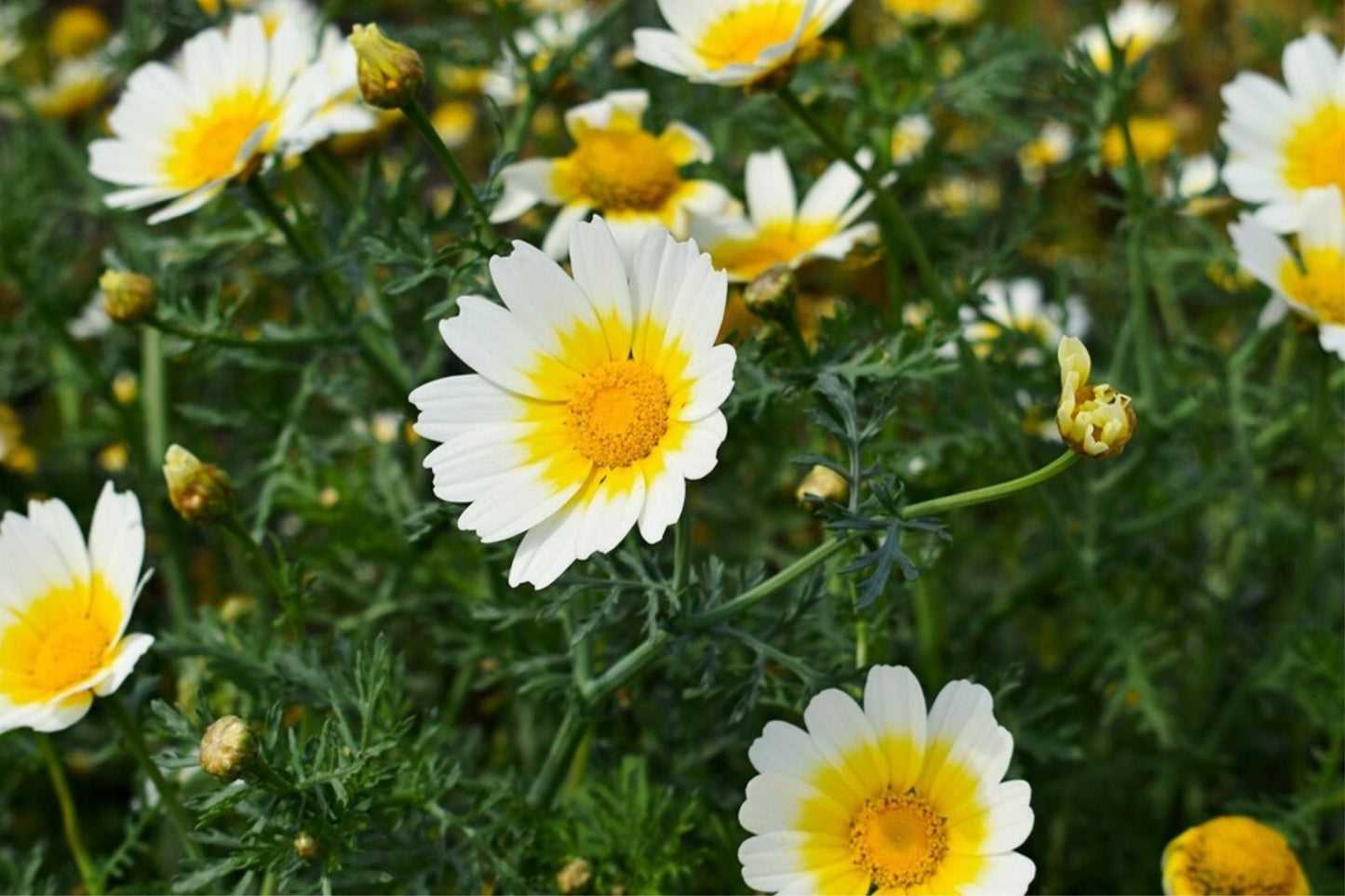 Shungiku Seeds - Non-GMO 3 Color Daisy Garland Chrysanthemum - Edible Flowers