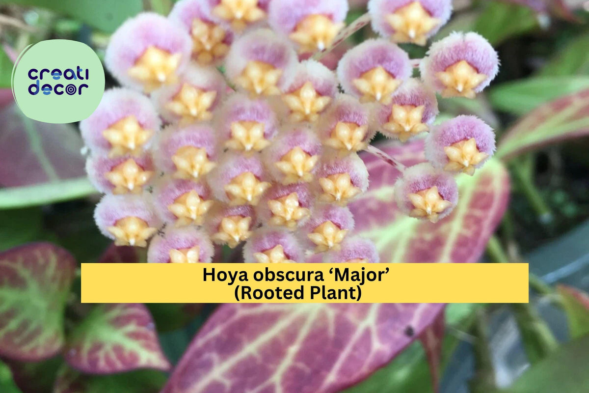 Hoya Plant 2.5" Pot Hoya obscura ‘Major’ Tropical Vine with Red-Toned Leaves - Fragrant Wax Plant for Indoor Collection