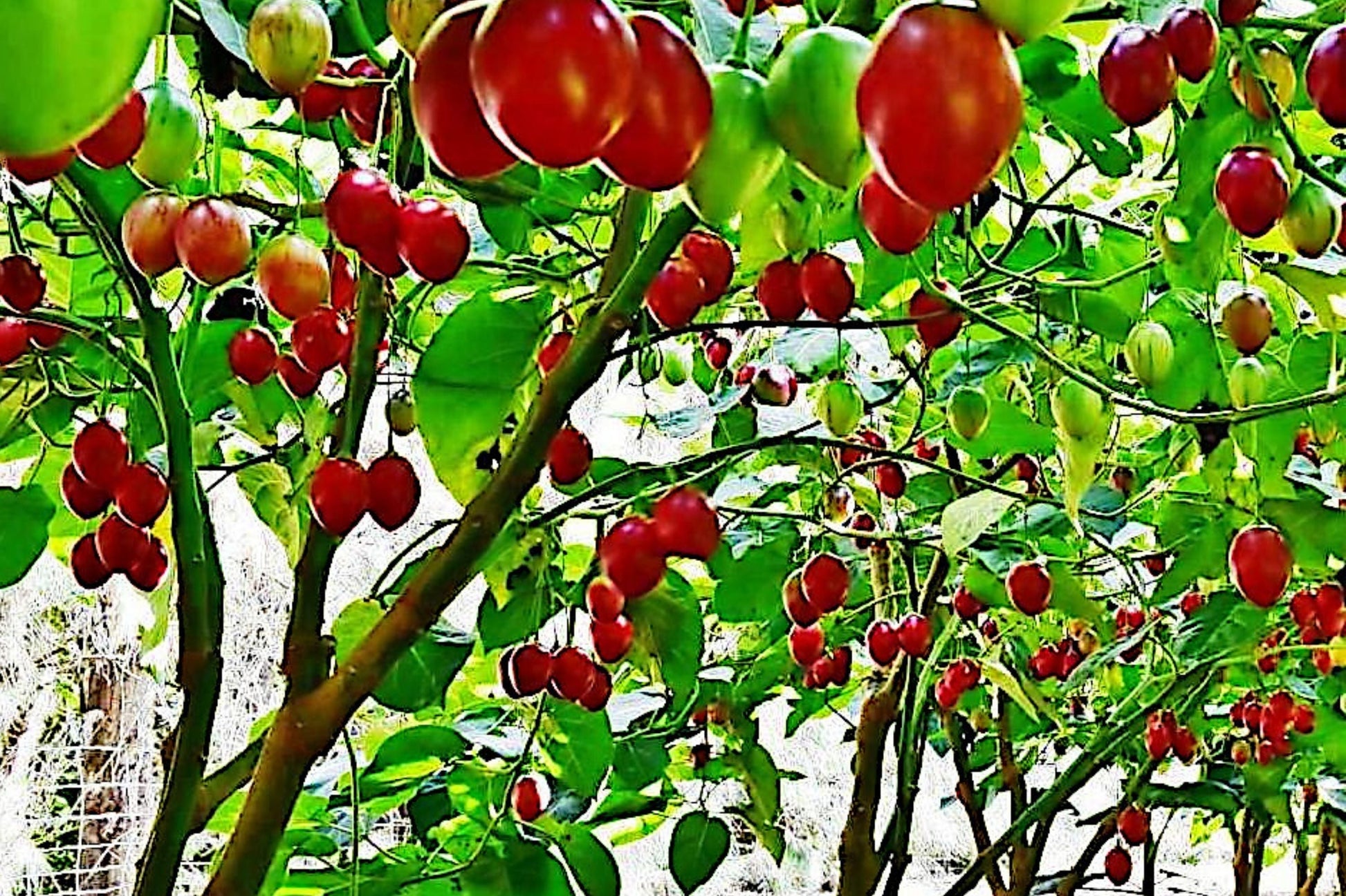 Tamarillo Tree Tomato Seeds – High Yield, Fast Growing Solanum betaceum, Perennial Fruit Seeds for Garden, 20 Pack